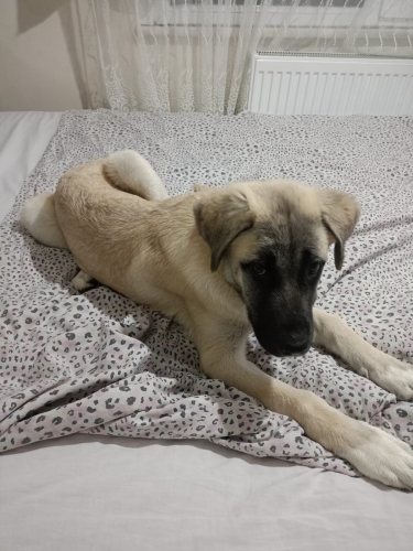 Gölge safkan kangal fotoğraf