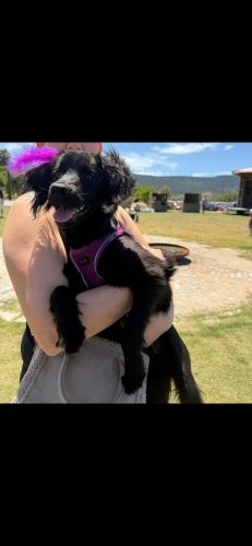 Ücretsiz sahiplenme kokoni köpek fotoğraf