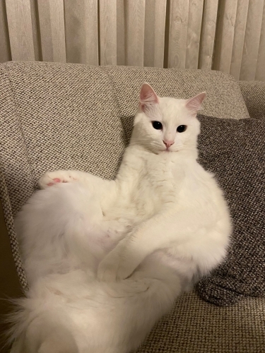 Pamuk için yuva arıyoruz fotoğraf