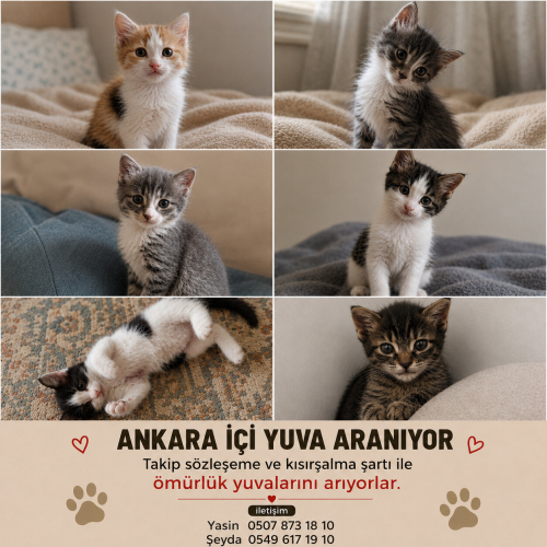 Ankara İçi Acil Sevgi Dolu Yuva Aranıyor.. 2 dişi 2 erkek fotoğraf
