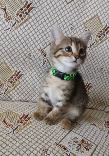 Minik Patiler Yuva Arıyor fotoğraf