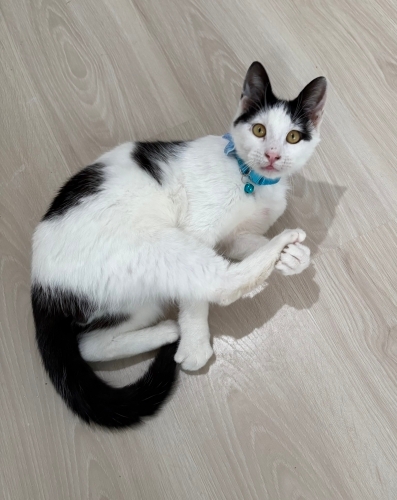 9 aylık erkek kısır kedi fotoğraf