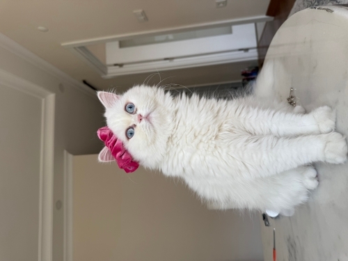 Tam bir Prenses fotoğraf