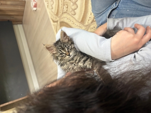 El kadar bir bebek fotoğraf