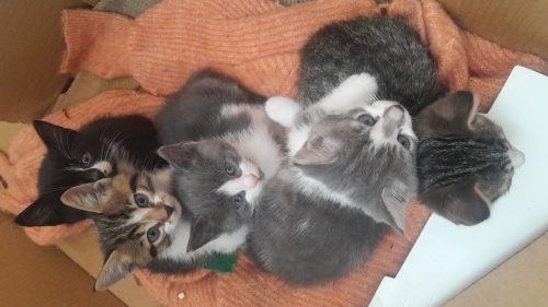Yavru kediler annesi doğum yaptı bu kedileri sahiplenilmek istiyoruz fotoğraf