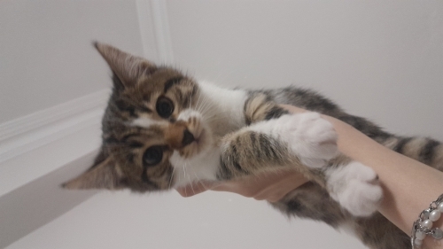 Çok sevimli yavru kedi fotoğraf