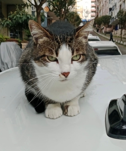 Yeşil gözlü tekir fotoğraf