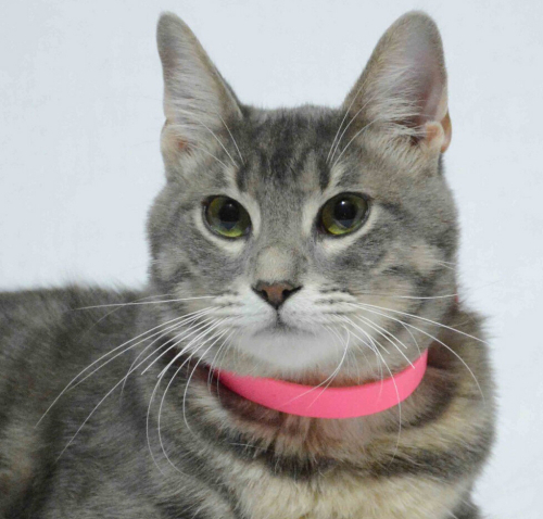 0532 202 91 32 SILVER BRITISH SHORTHAIR MELEZİ KISIR OĞLUM ROMEO fotoğraf