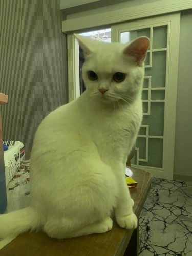 Sahiplendirme ömürlük yuva arıyoruz fotoğraf