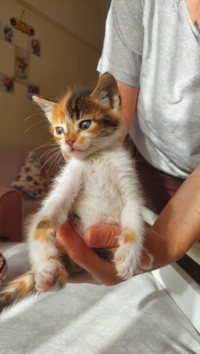 Yavru kedi sahiplendirme ucretsiz fotoğraf