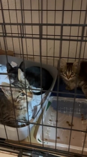 3 güzel kardeş için yuvalar arıyorum. fotoğraf