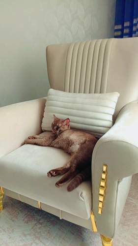 Brtish disi kedi fotoğraf