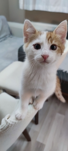 2 AYLIK YAKIŞIKLI YAVRUMUZ SİMBA fotoğraf