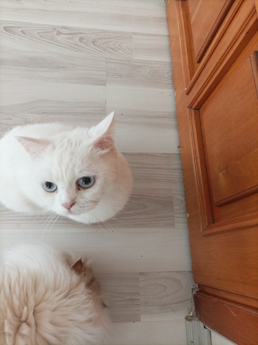 Acil yuva arıyorum fotoğraf