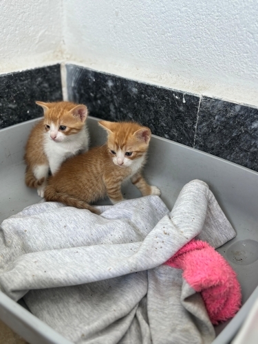 Miniklere yuva.Aydin fotoğraf