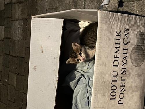Minik Yavru Kedi fotoğraf