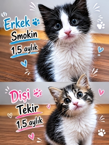 İKİ BICIRIKK KARDEŞ fotoğraf