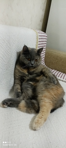 çok uysal kizima yuva ariyorum fotoğraf