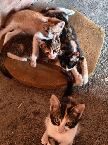 Oyuncu bebişler fotoğraf