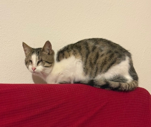 KÖR KEDİ acil yuva arıyoruz fotoğraf
