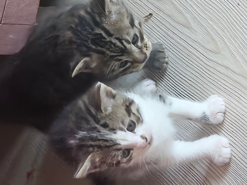 sevimli tekir yavrulara yuva fotoğraf