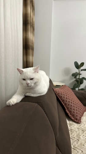 Çok sevdiğim oğluma yeni yuva arıyorum fotoğraf