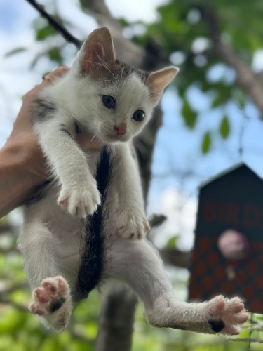 Acil yuva ariyoruz fotoğraf