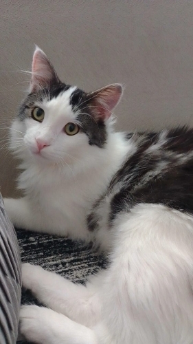 BİR KEDİYİ DEFALARCA TERKETMEK..ÇOK ACİL ÖMÜRLÜK YUVA ARANIYOR.. fotoğraf