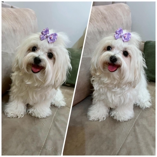 3 Yaşında Kısır, Eğitimli Safkan Maltese Terrier Luna Yuva Arıyor fotoğraf