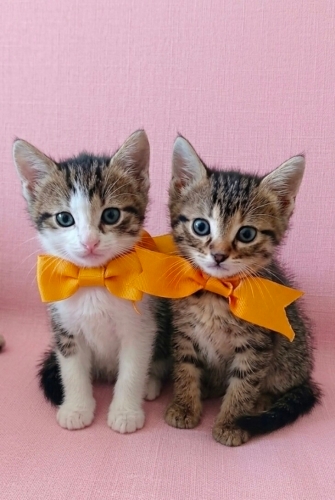 Minik patiler yuva Arıyor fotoğraf