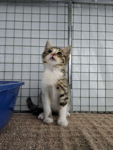 Cicibello evini arıyor fotoğraf