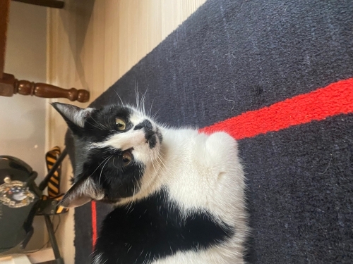 Çok sevecen, insan canlısı fotoğraf