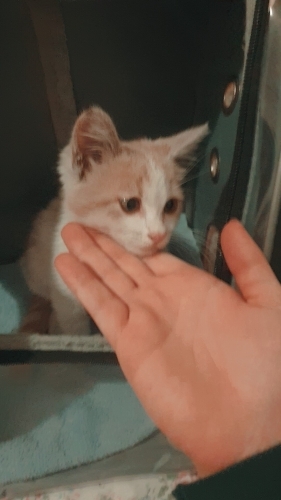LÜTFEN BIR ŞANS VERİN, ACILL!! fotoğraf