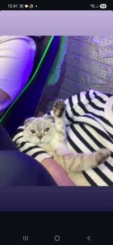 Minyon kedi aşırı duygusal kedi fotoğraf
