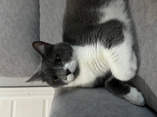 çok sevecen dost canlısı kısır bir kedi fotoğraf