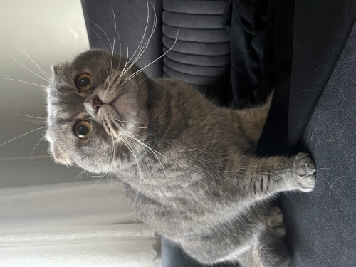 kısır dişi kedi acil sahiplendirme fotoğraf