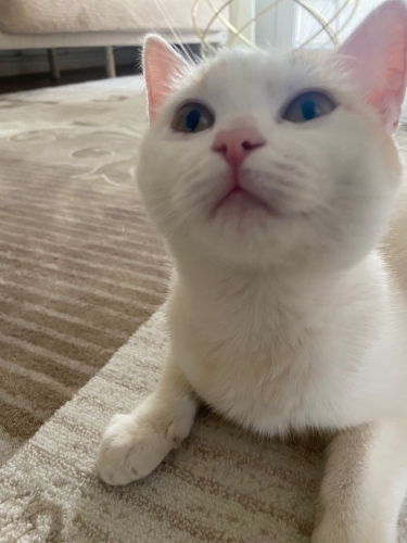 Sokağa terk ediliyor, 2. Kedi olabilir fotoğraf
