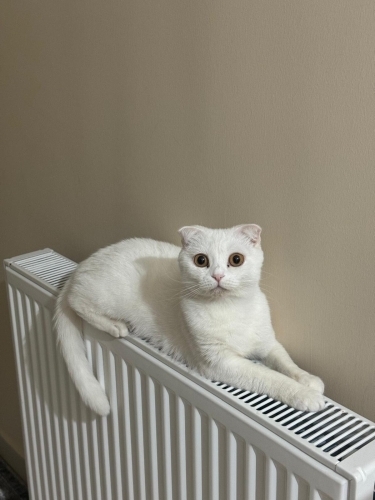 Üçretsiz verilicektir fotoğraf