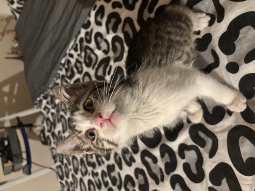 Sokağa Atılan Masum Prens Yuva arıyor fotoğraf