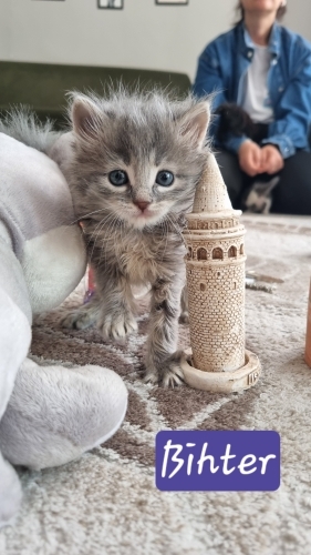 Aşk-ı Memnu Ailesi Yuva Arıyor fotoğraf