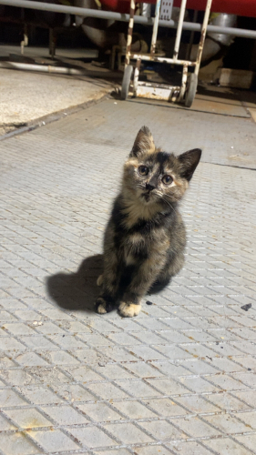 calico yacrumuza acil yuva fotoğraf