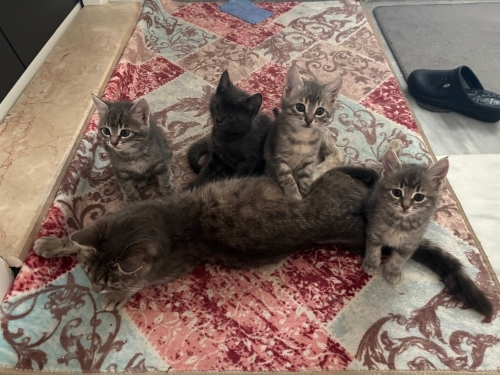4 ADET YAVRU YUVALARINI ARIYOR fotoğraf