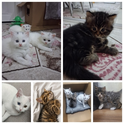 Yavrulara yuva arıyoruz fotoğraf