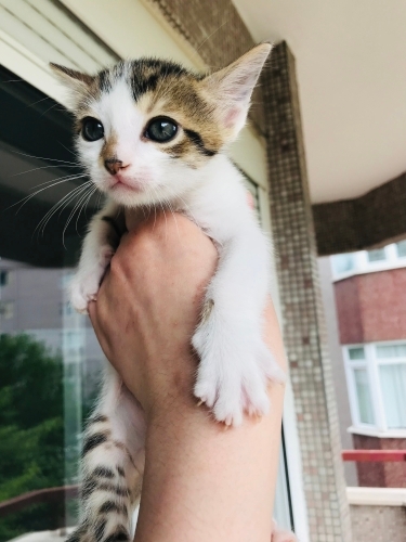 Oyuncu BÖCÜK ömürlük yuva arıyor fotoğraf