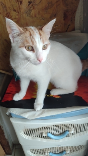 Beyaz Prens acil yuva arıyor. fotoğraf