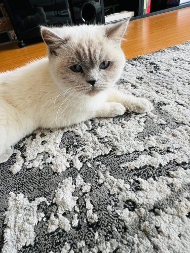 Pamuk için sıcak yuva fotoğraf