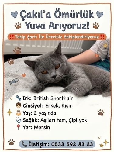 ÇAKIL SİZE ÇOK İYİ BİR DOST OLACAK fotoğraf