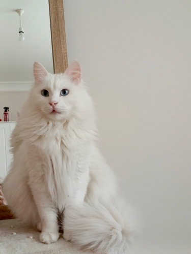 Casper için Ömürlük yuva fotoğraf