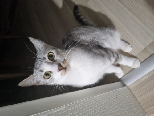 1 yaşında dişi kedi kısır fotoğraf