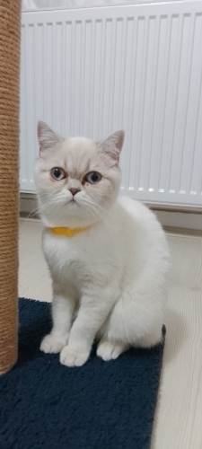 Kedimiz pamuğu ucretsiz sahiplendiriyoruz fotoğraf